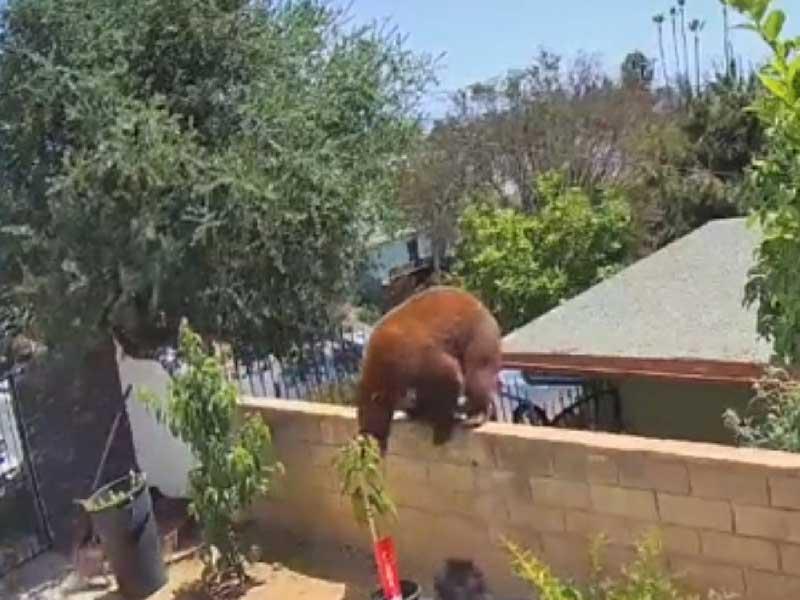 مراهقة أميركية تقاتل دباً