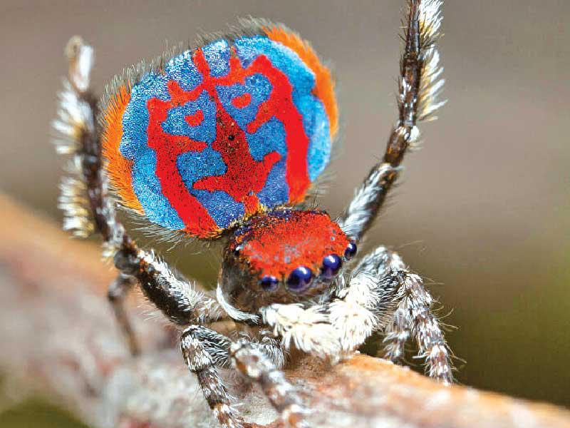  عنكبوت الأرملة السوداء