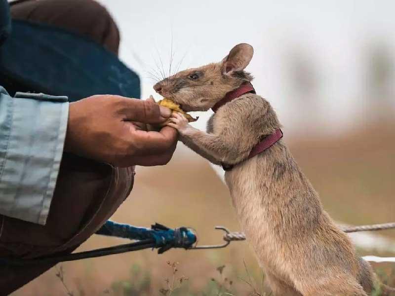 الجرذ ماغاوا