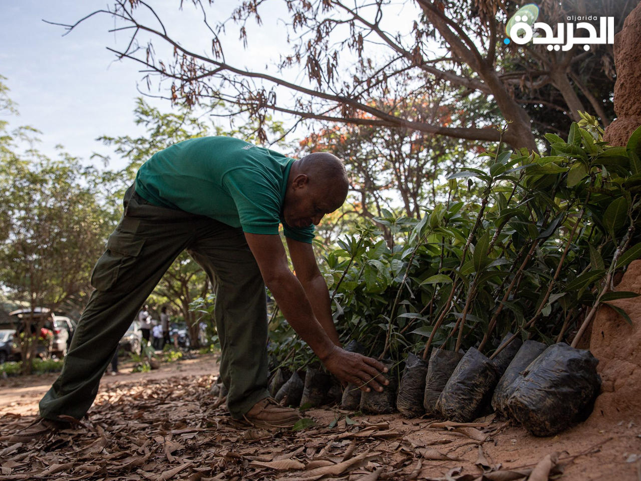 غانا تزرع خمسة ملايين شجرة في يوم واحد