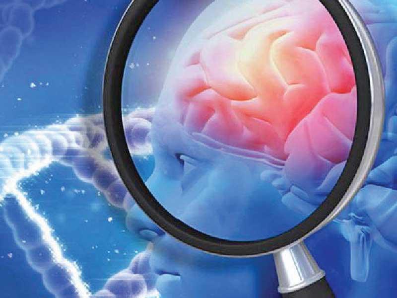 دماغ الإنسان