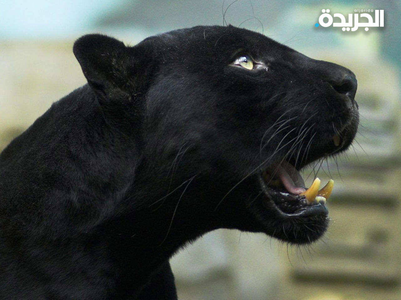 الفهد الأسود