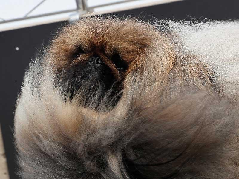 أميركا تمنع الكلاب «المزورة شهاداتها»