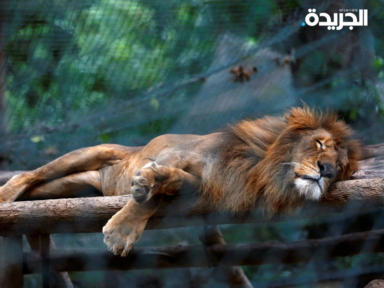 «هيئة الزراعة»: مشروع حديقة الحيوان الجديدة مجرد تقدير 