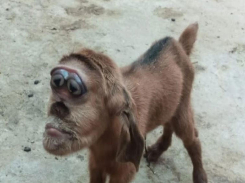  ماعز (عناق) برأس قرد