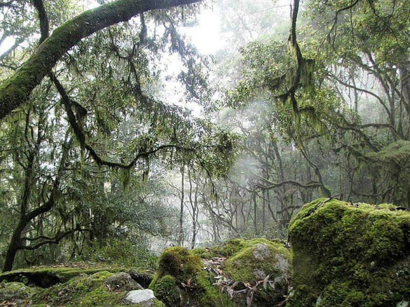 غابات فيتنام