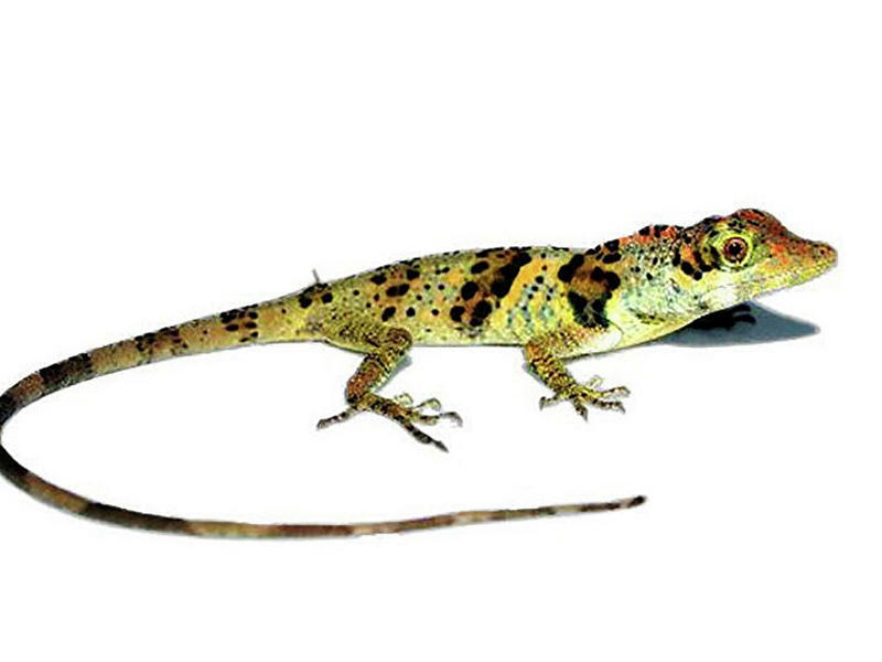  نوع جديد من السحالي