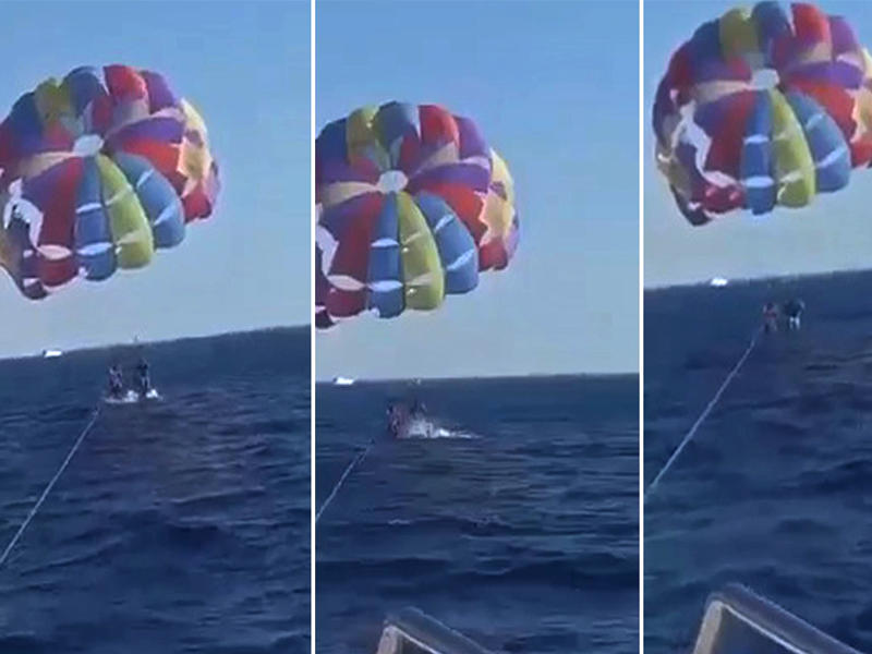 لحظة هجوم القرش