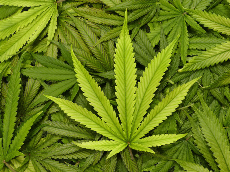 الماريغوانا