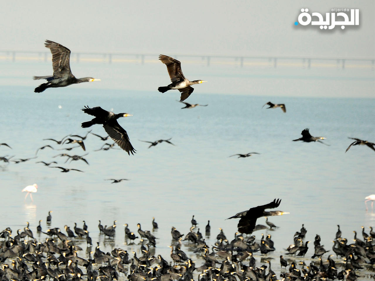 الكويت ممر آمن للطيور المهاجرة