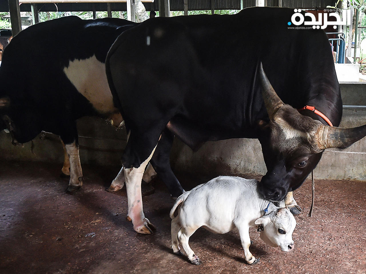 آلاف البنغلادشيين يتدفقون لرؤية أصغر بقرة في العالم