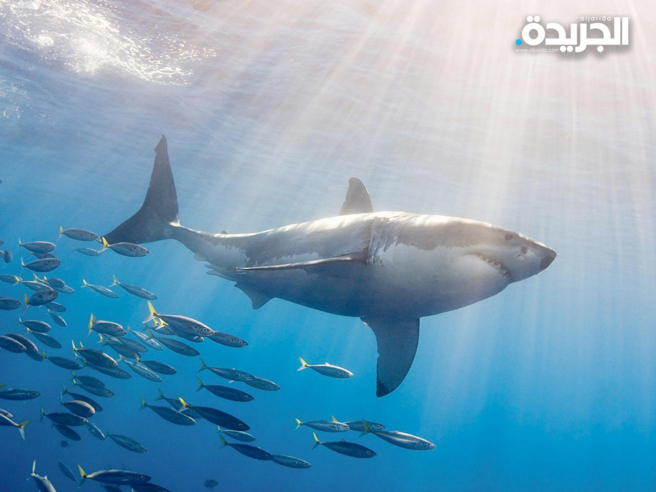 الإمارات تطلق حملة لحماية أسماك القرش من الانقراض