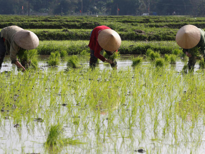حصد الأرز