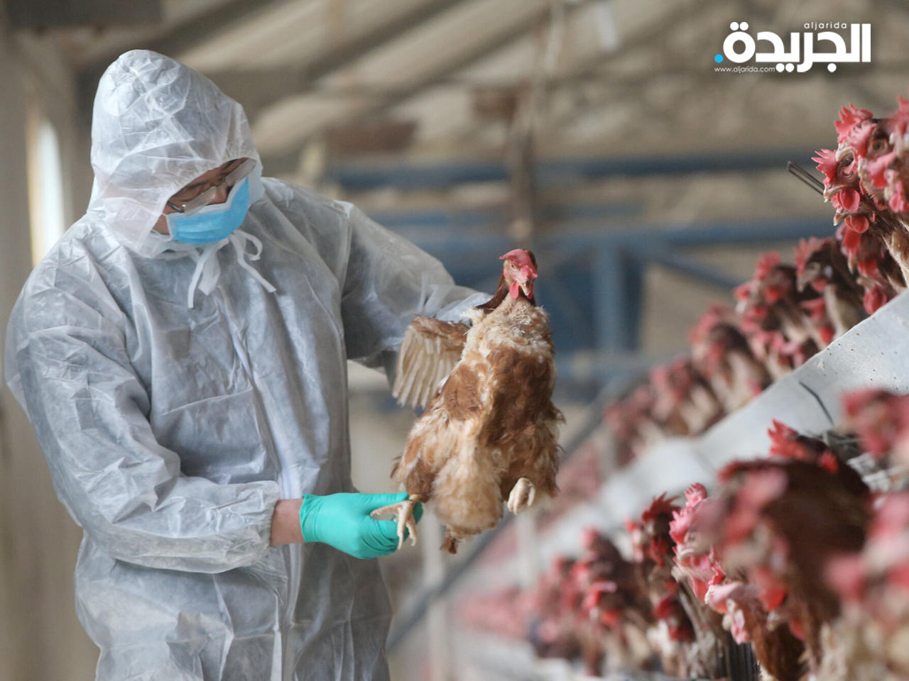 الصين تسجل إصابة بشرية بسلالة إنفلونزا الطيور «إتش 5 إن 6»