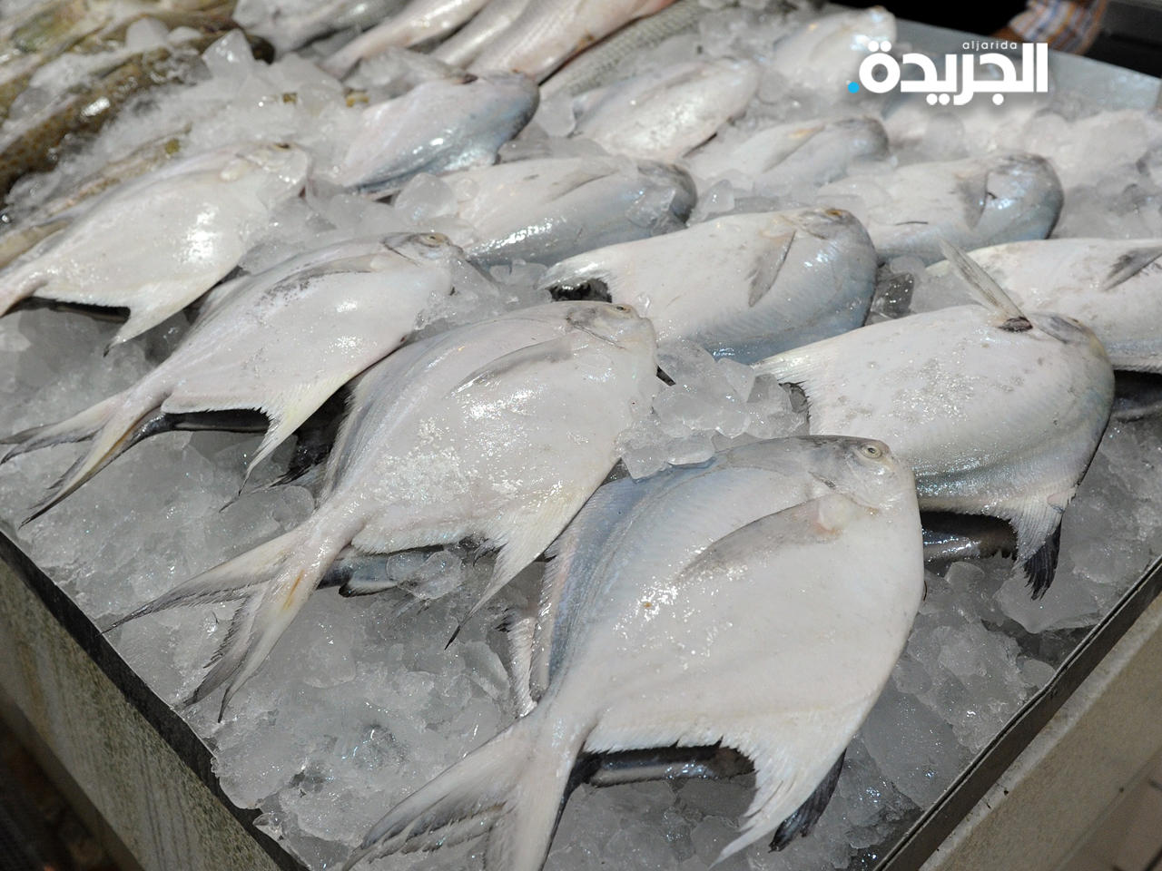 الزراعة: بدء موسم صيد الزبيدي غداً