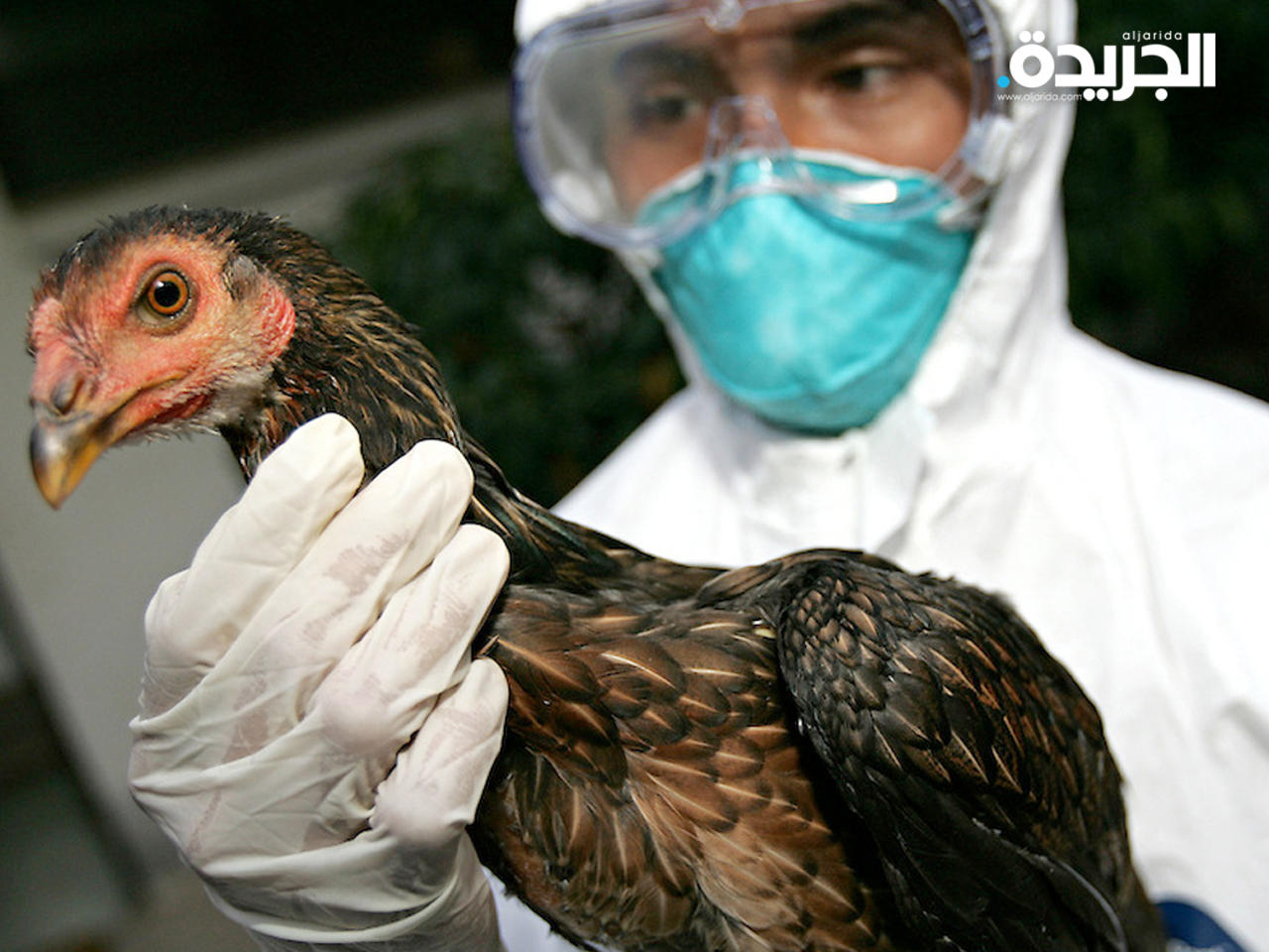 أنفلونزا الطيور يتفشى في غانا