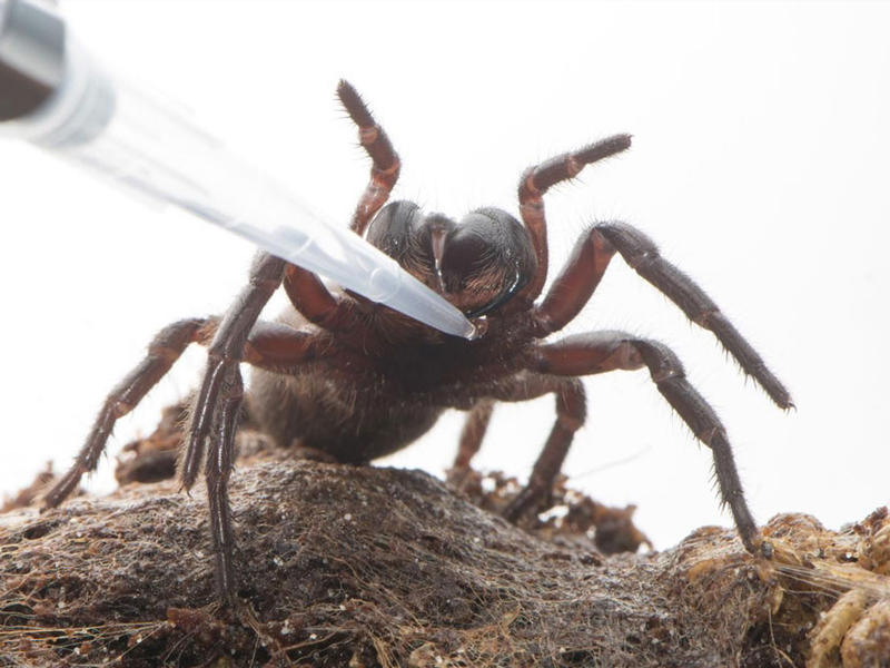 سم العنكبوت