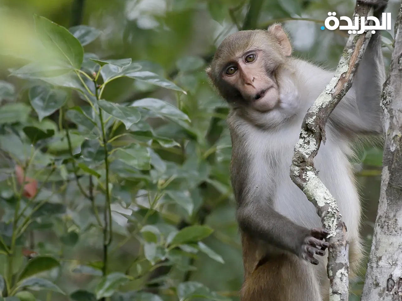 الصين تعلن عن أول حالة وفاة بشرية بفيروس «هربس بي» القردي 