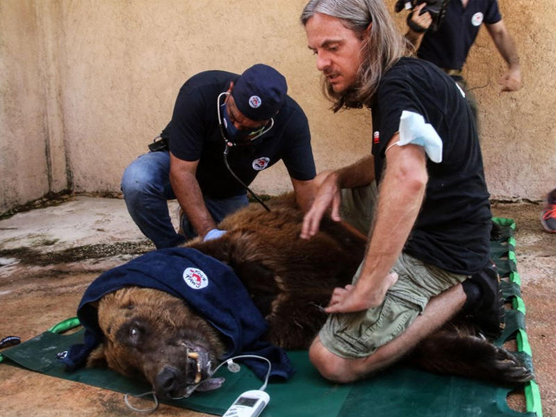 جانب من عميلة التخدير