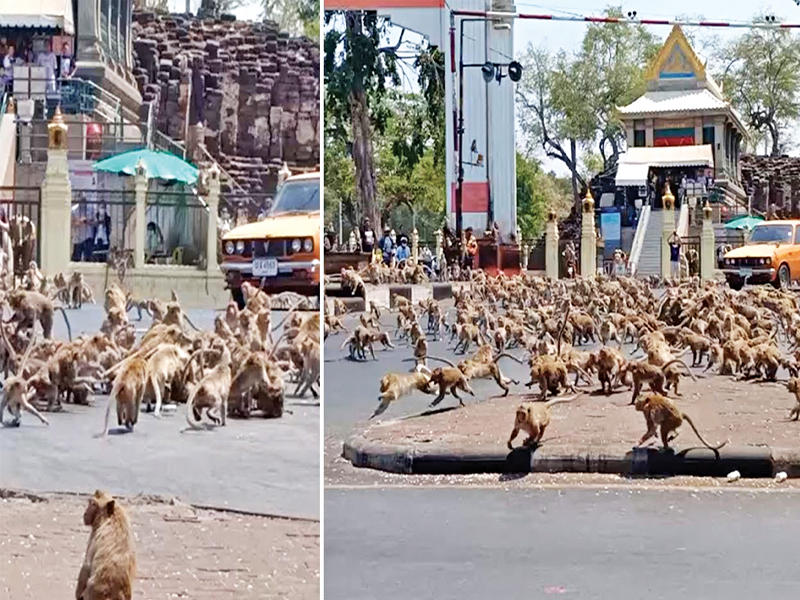 حرب شوارع بين القردة