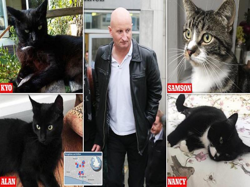 المتهم ستيف والقطط المقتولة