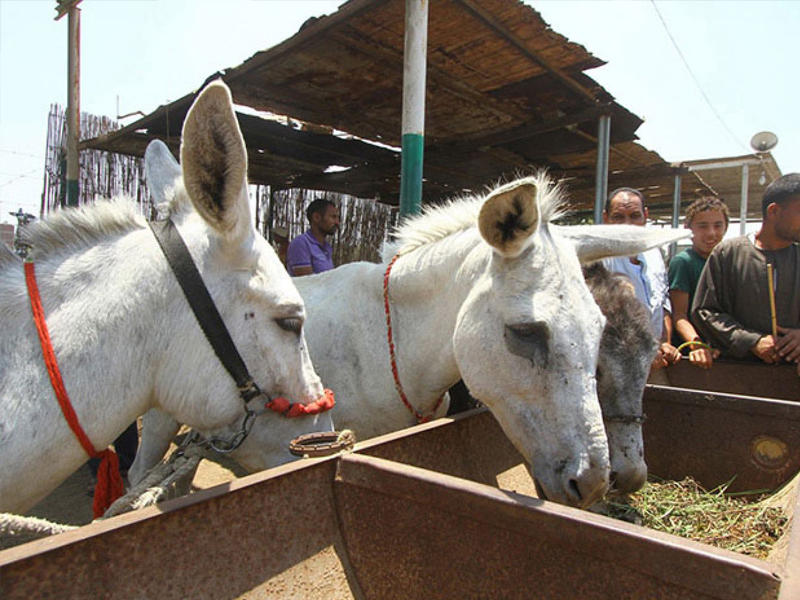 الحمير الإفريقية