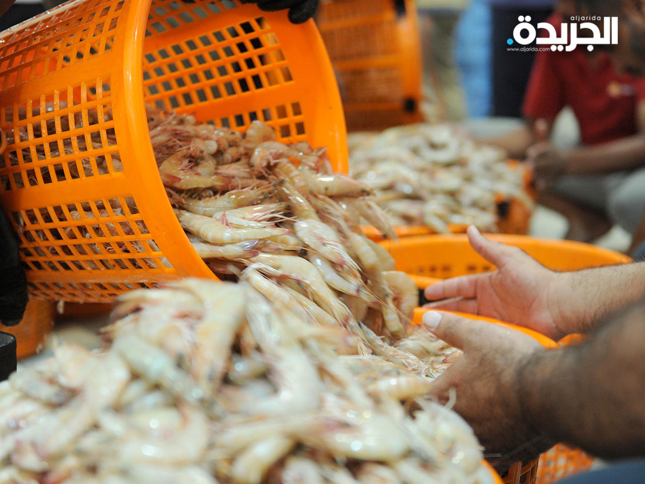 السماح بصيد الروبيان في المنطقة الاقتصادية الخاصة