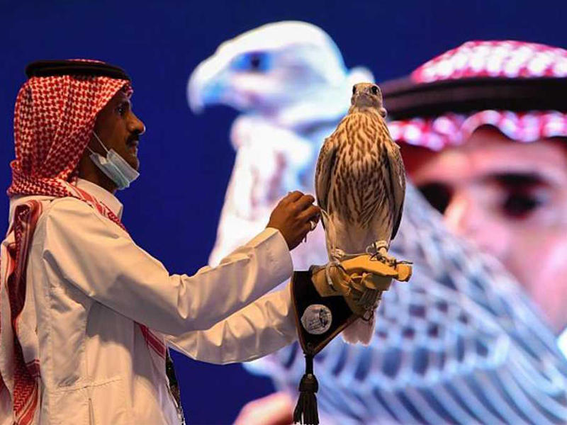 أغلى صقر من إنتاج سعودي