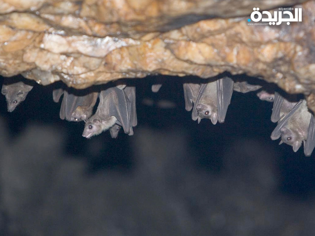 «الصحة العالمية» ترصد أول إصابة بفيروس «ماربورغ»