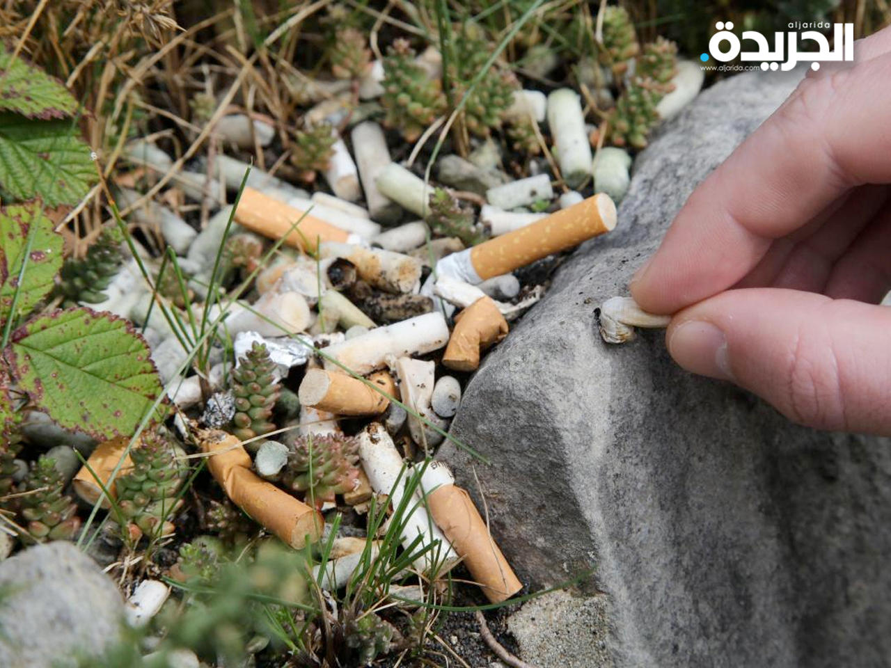 فرنسا تتحرك ضد «أعقاب السجائر»