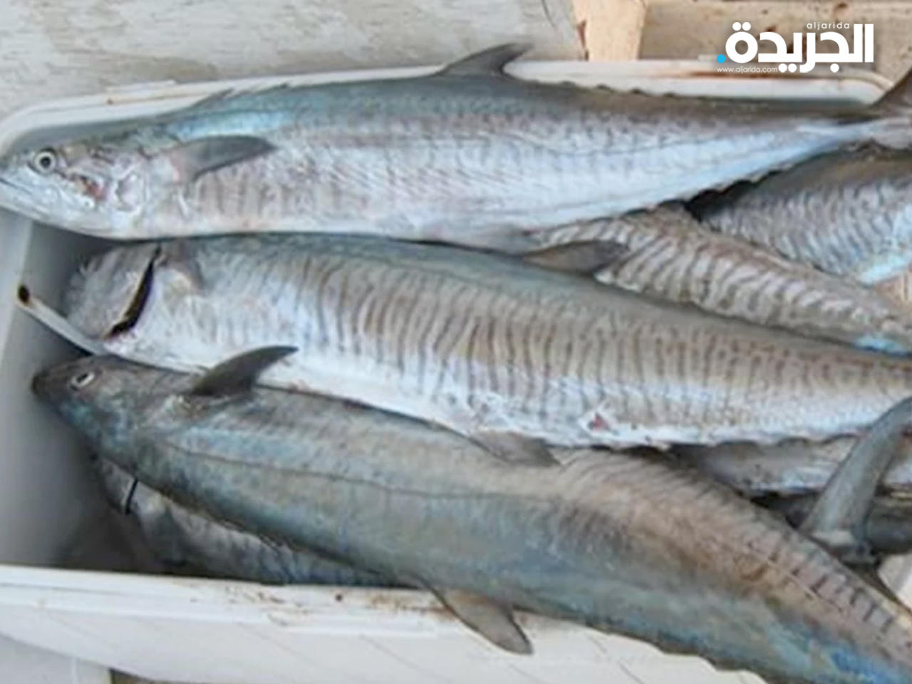 «الزراعة»: حظر صيد «الكنعد» الأحد المقبل ولمدة شهرين