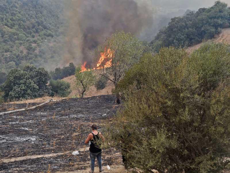 حرائق الجزائر 