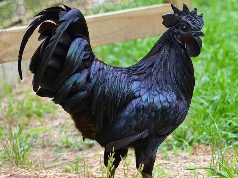 دجاج أسود من السلالة الإندونيسية