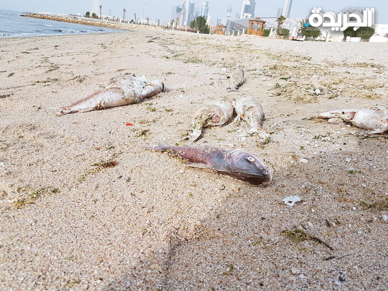 نفوق أسماك «أرشيفية»