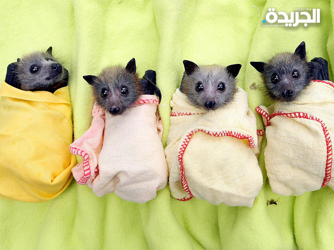 صغار الخفافيش