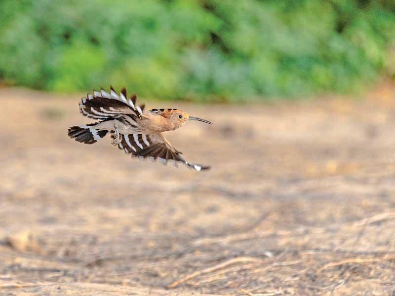 طائر الهدهد (تصوير:  عبدالمجيد الشطي)