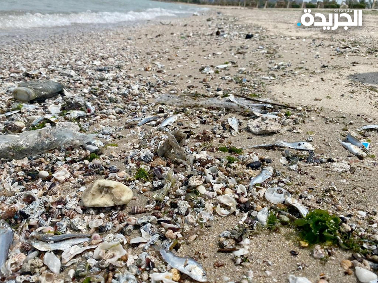 «البيئة»: نفوق الأسماك ظاهرة عالمية تتكرر سنوياً