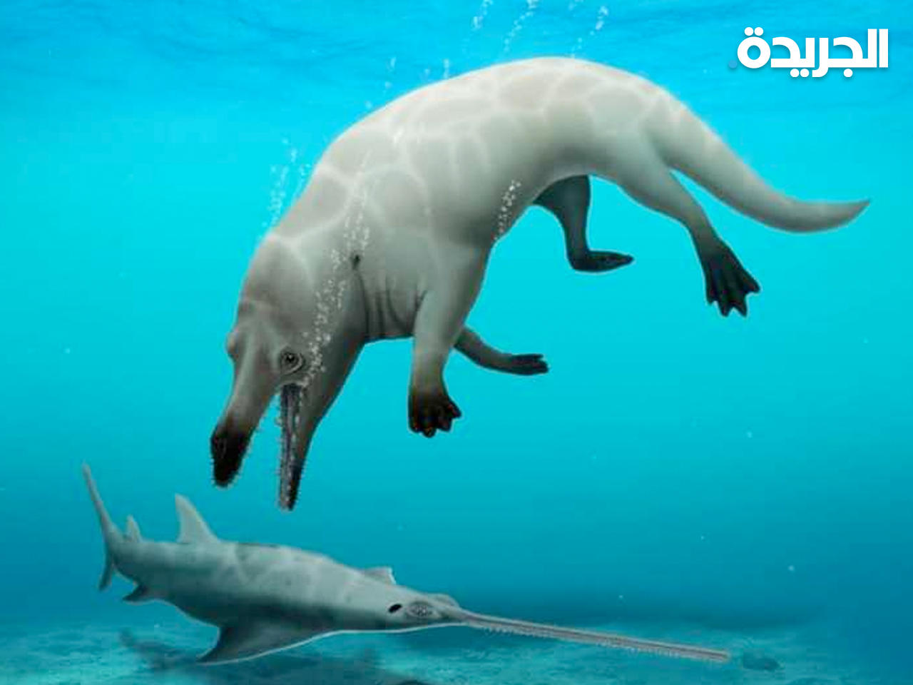 رسم توضيحي لحوت «فيومسيتس أنوبس»