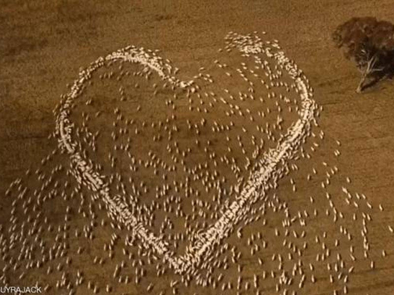 يرسم قلباً بأغنامه إحياءً لذكرى عمته