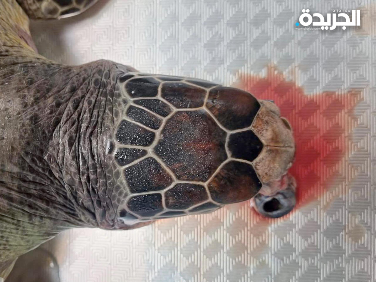 السلحفاة النافقة في الخيران