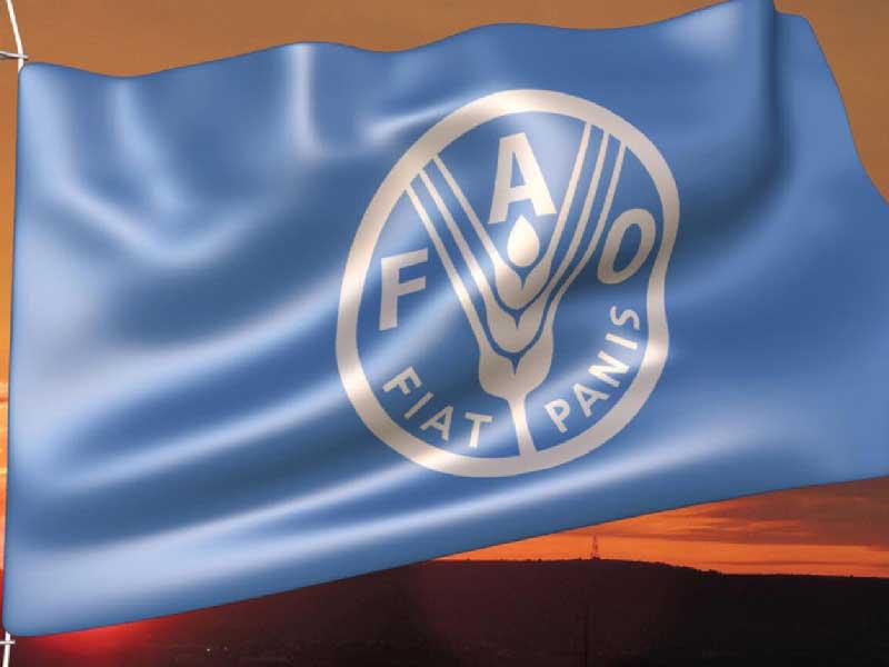 منظمة الأغذية والزراعة التابعة للأمم المتحدة (فاو) 