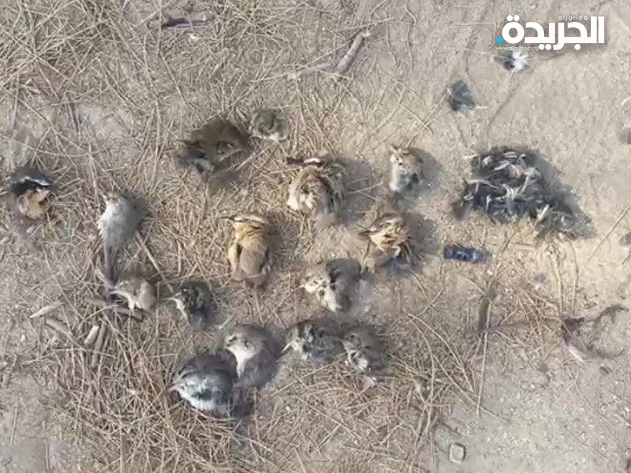 «البيئة» تضبط صيادي الطيور المهاجرة بمنطقة «الجديليات»