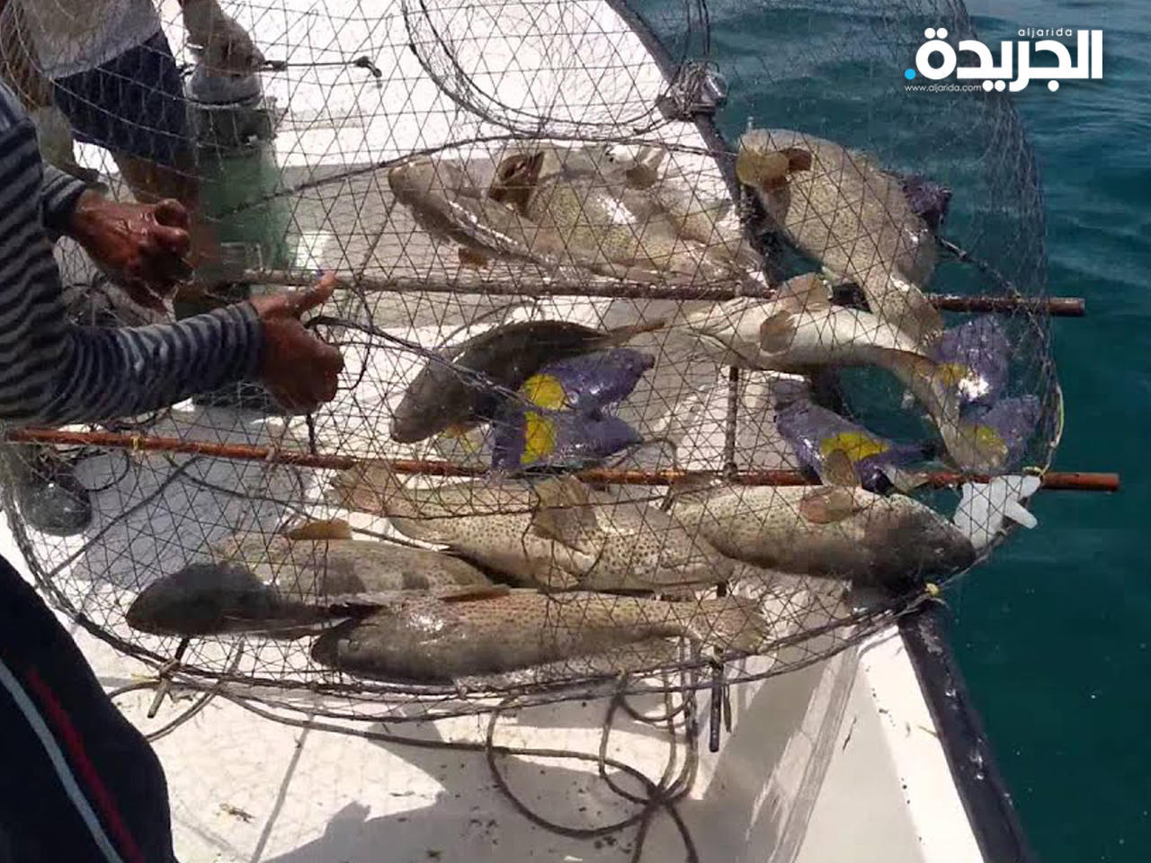 «اتحاد الصيادين»: سوق السمك متأثر بسبب توقف نصف أسطول الصيد