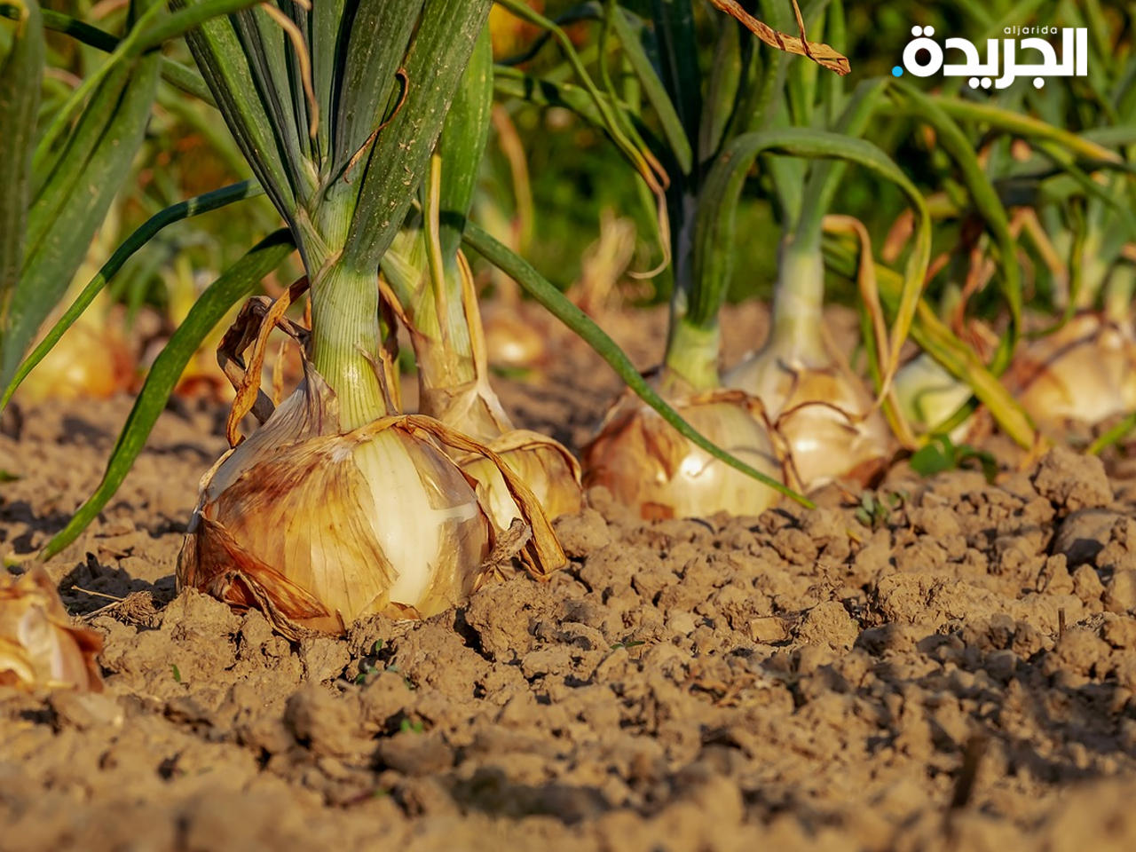 فائض البصل في السنغال يُبكي المنتجين