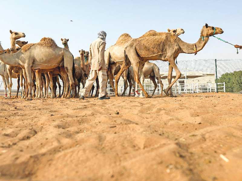 إبل تتجول في دبي