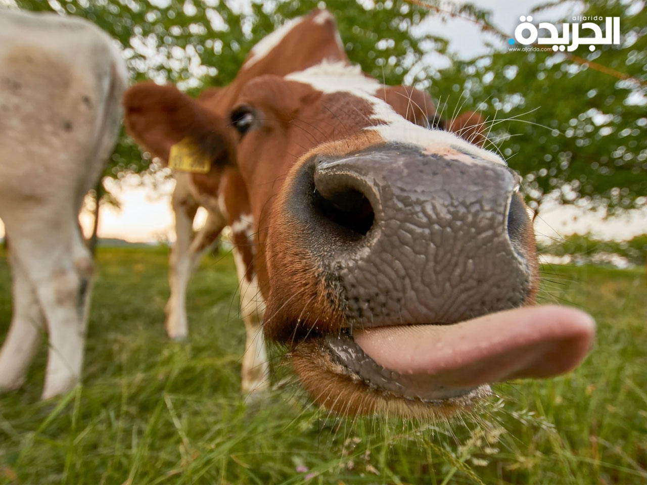 السعودية تحظر بعض واردات لحوم الأبقار من البرازيل