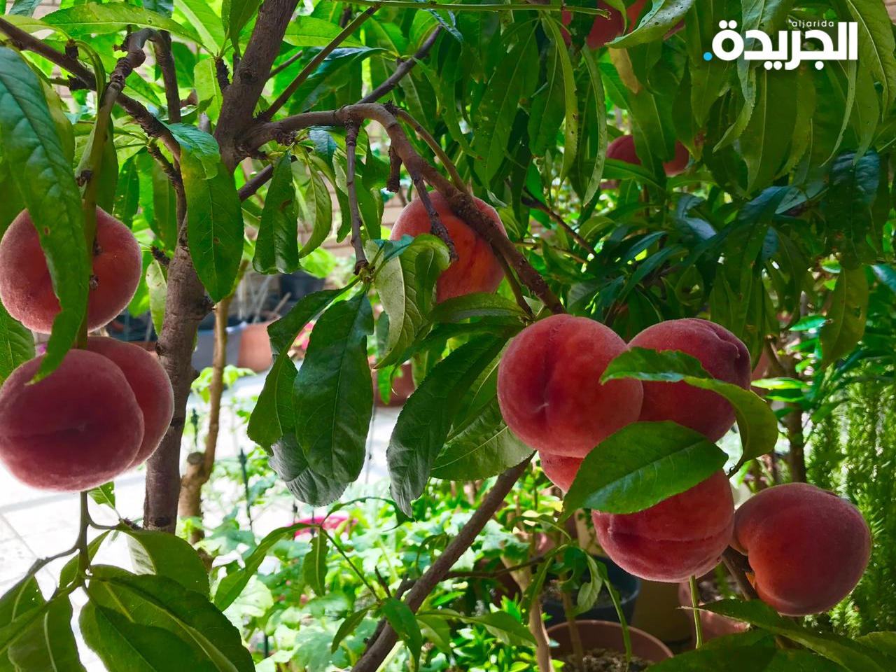 الزراعة المنزلية.. تجربة بيئية وجمالية تشهد إقبالاً من الكويتيين