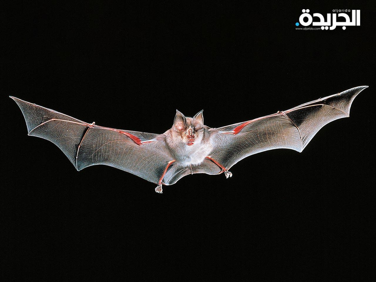 جمع عينات من الخفافيش في كمبوديا