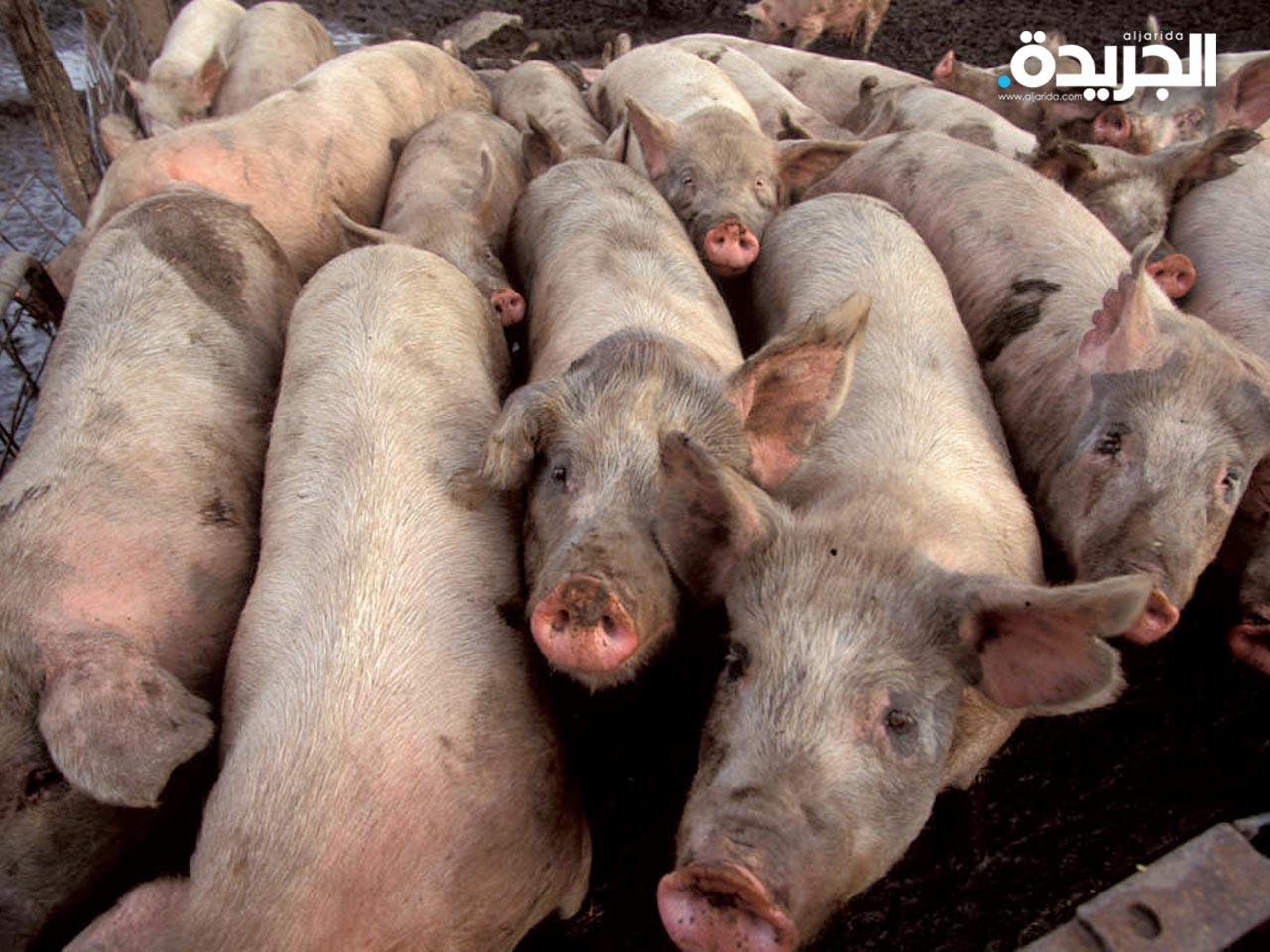تكدس نحو 100 ألف خنزير إضافي في المزارع البريطانية