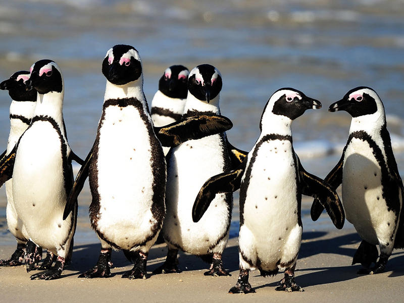  طيور البطريق